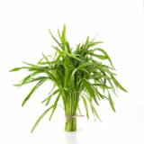 Citronnelle (Botte)