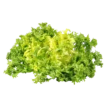 Salade frisée (Botte)