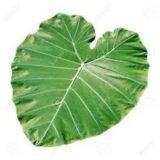 Feuille de taro (Botte)