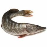 BROCHET